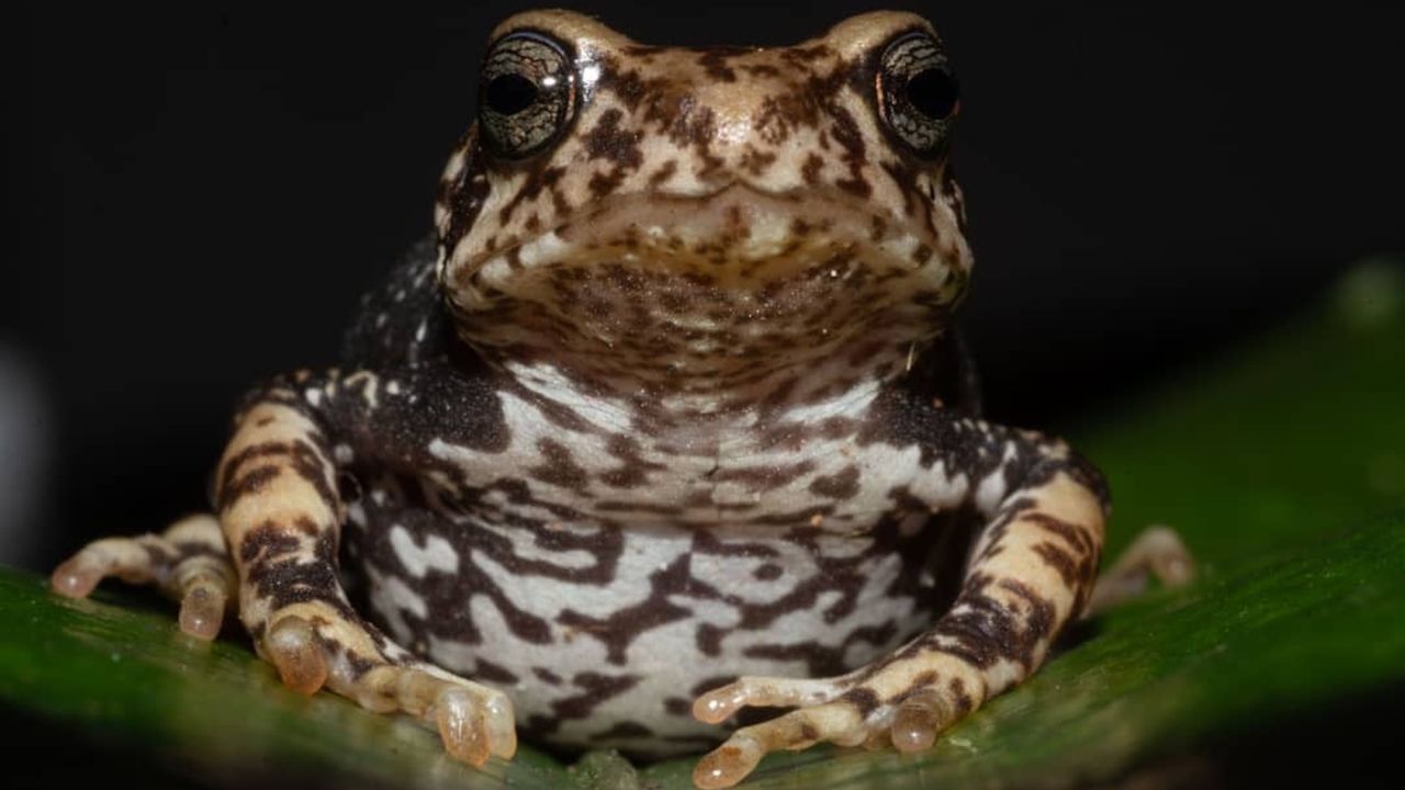 Newly discovered toads skip the tadpole stage and give birth to live ‘toadlets’