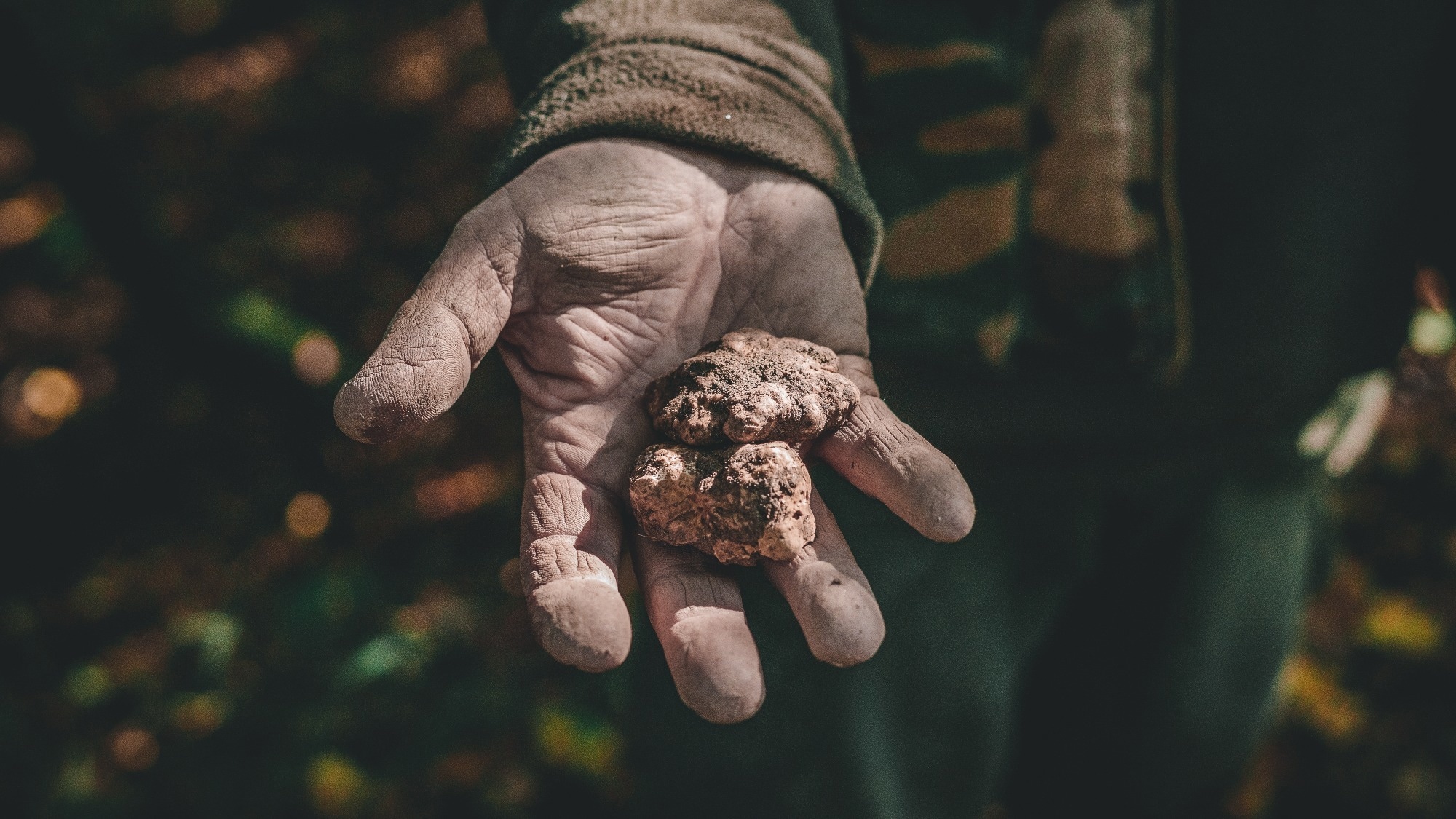 What makes truffles more than a delicacy? They’re packed with bioactive compounds