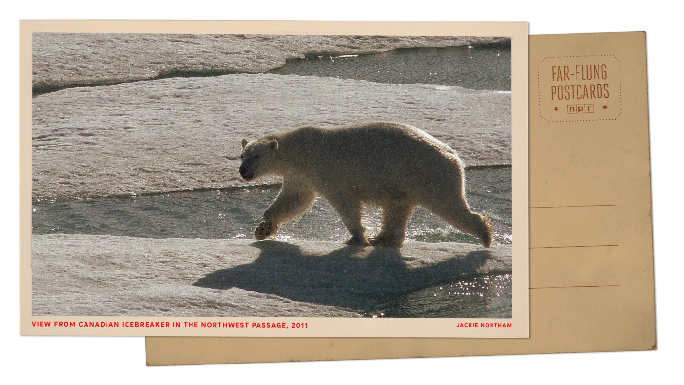 Greetings from the Arctic Circle, where an icebreaker ship drew polar bears’ attention