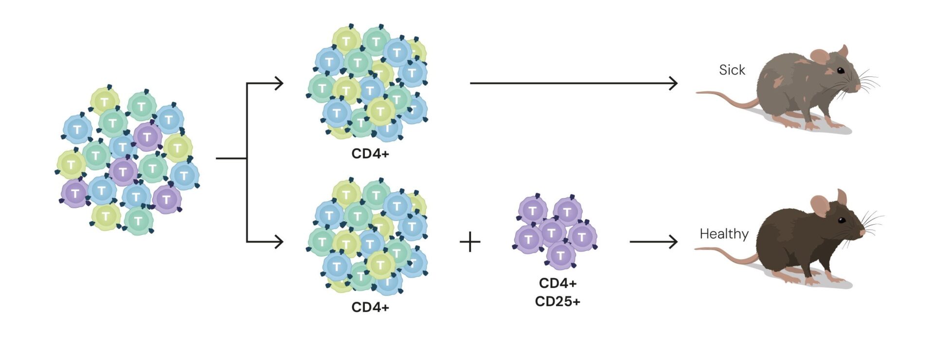 Nobel Prize in Medicine: Peripheral Immune Tolerance