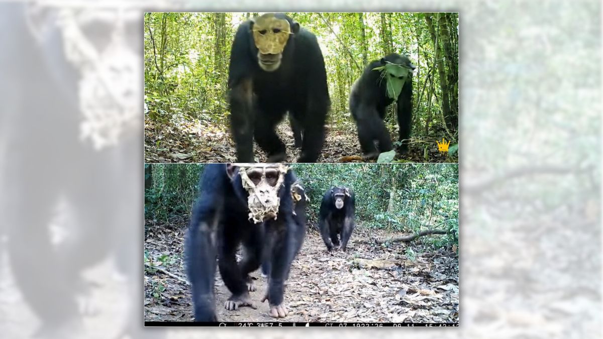 Don’t go ape for images of masked chimps said to be raiding Congo markets