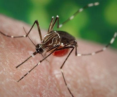 New York confirms first locally acquired case of chikungunya virus