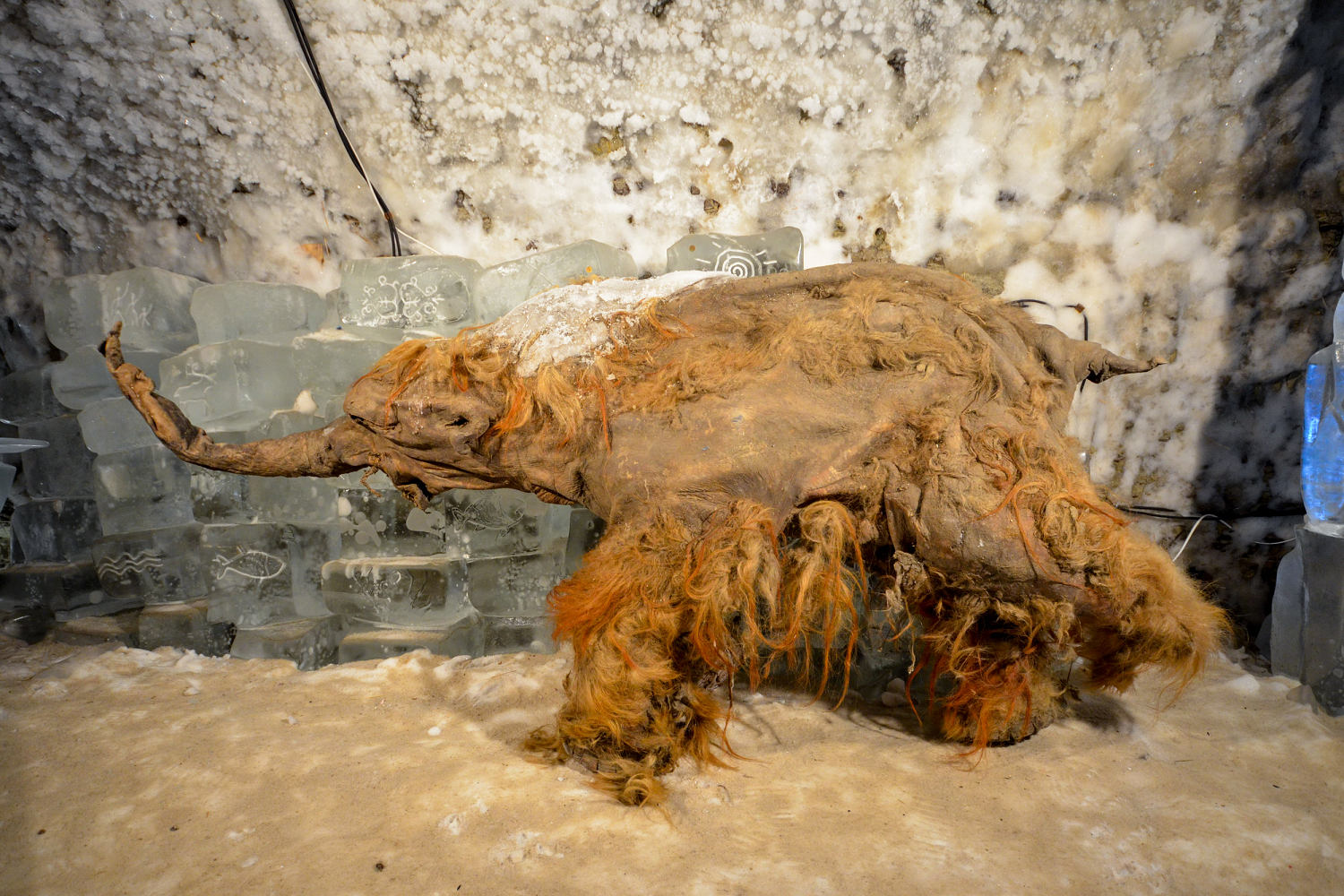 Ancient RNA offers a snapshot of a mammoth’s life 39,000 years ago