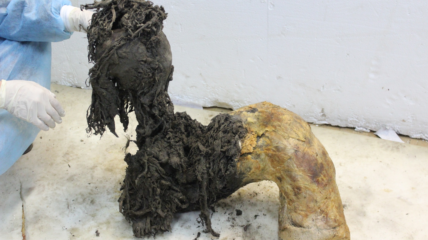 Scientists pull ancient RNA from a woolly mammoth’s body
