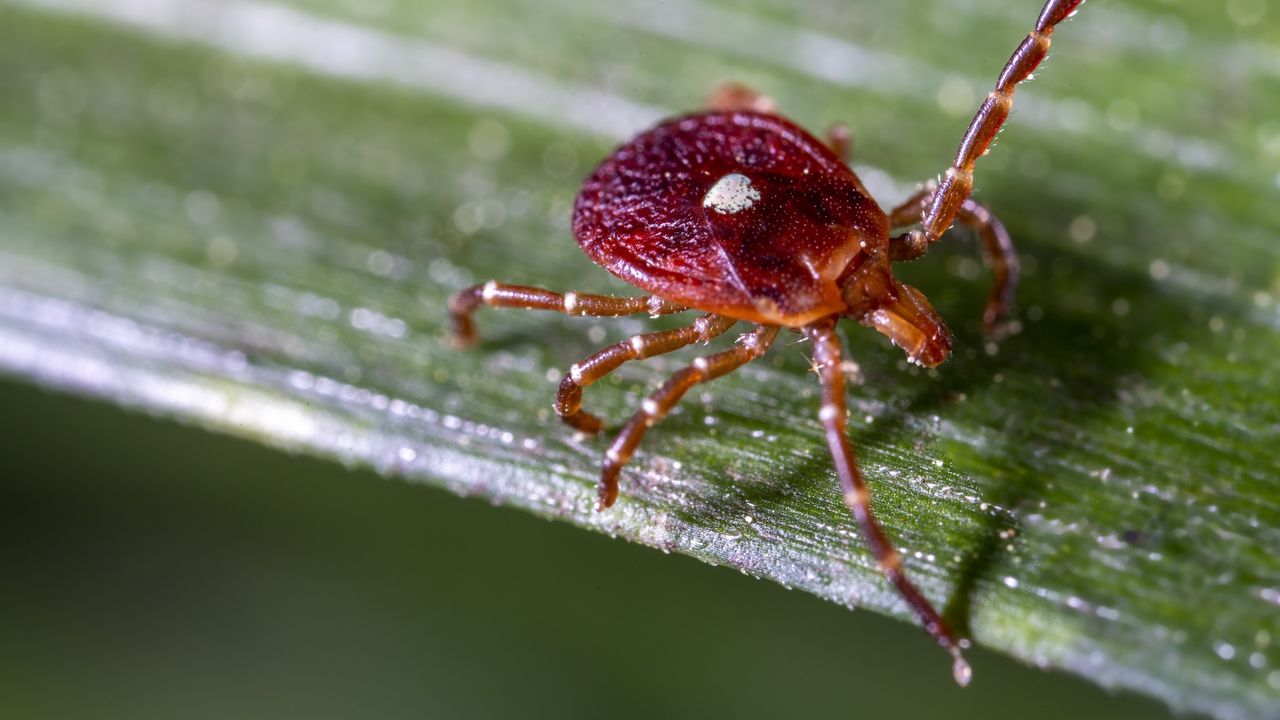New Jersey man dies from meat allergy triggered by tick bite