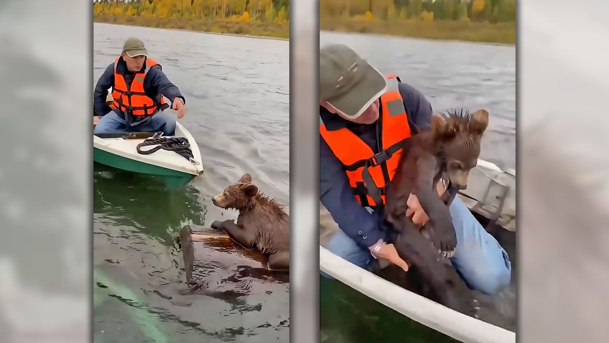 Does this video show Russian man in boat rescuing bear cub clinging to drifting tree trunk?
