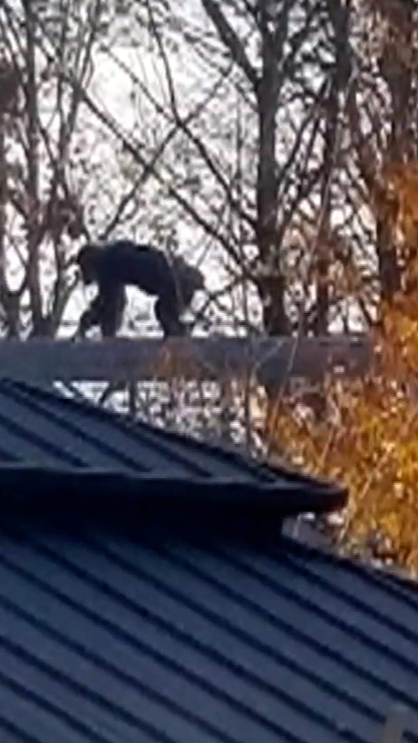 Chimp returned after escaping at Indianapolis Zoo