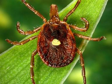 Scientists document a death from a meat allergy tied to certain ticks