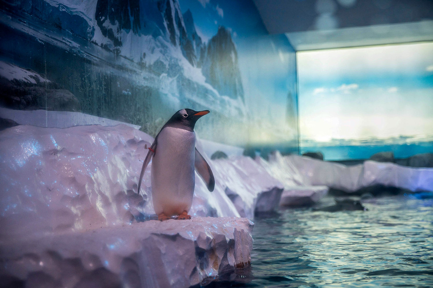 ‘Un-British’ conditions spark concern for penguins at London aquarium