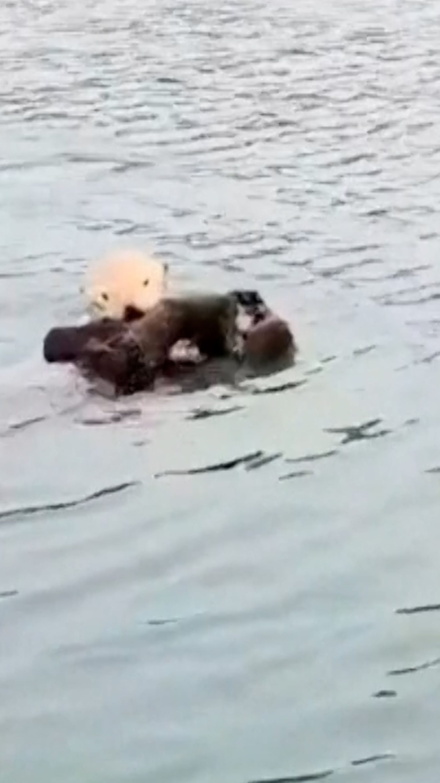 Baby sea otter reunites with mom after long search