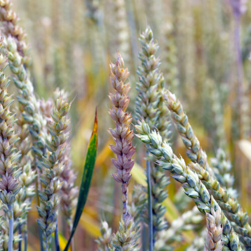 Scientist pleaded guilty to smuggling Fusarium graminearum into US. But what is it?