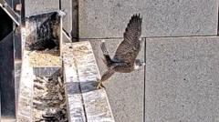 Watch: Three ‘Nestflix’ peregrine falcons each take flight for the first time