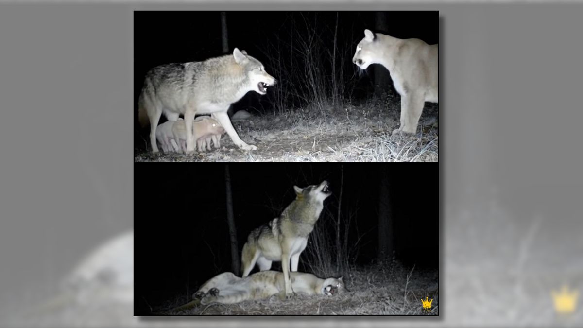 Did trail camera capture wolf protecting piglets from mountain lion?