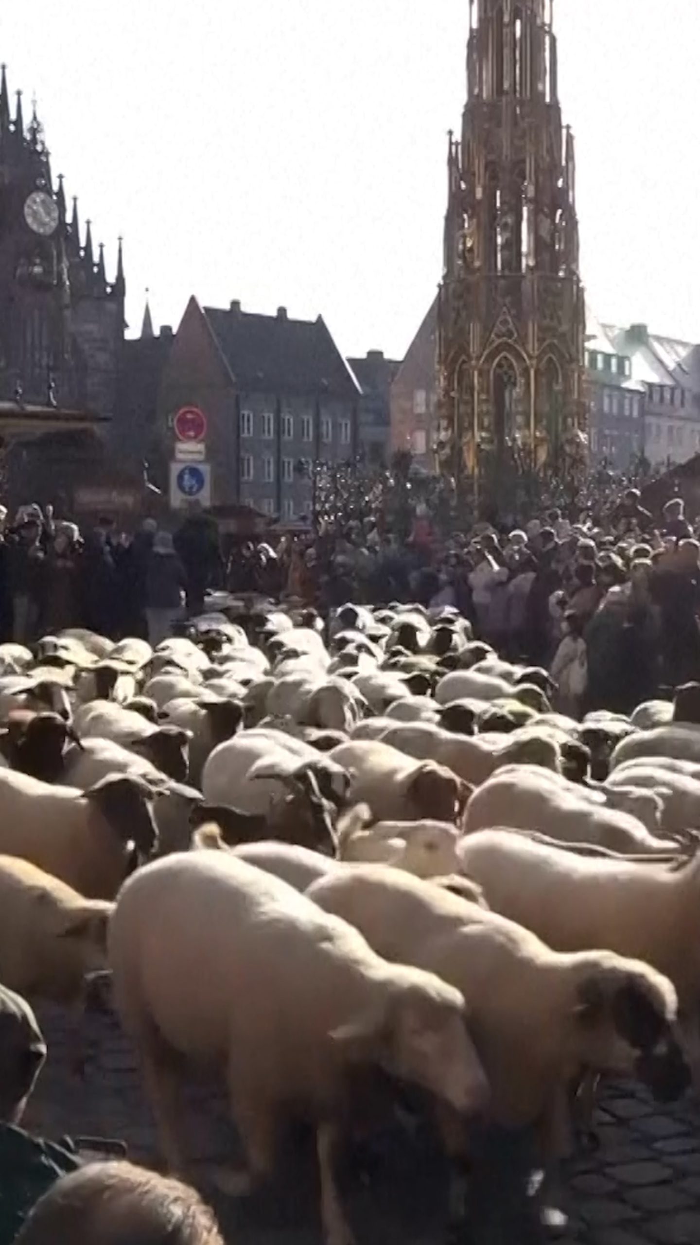 Hundreds of sheep cross historic German city