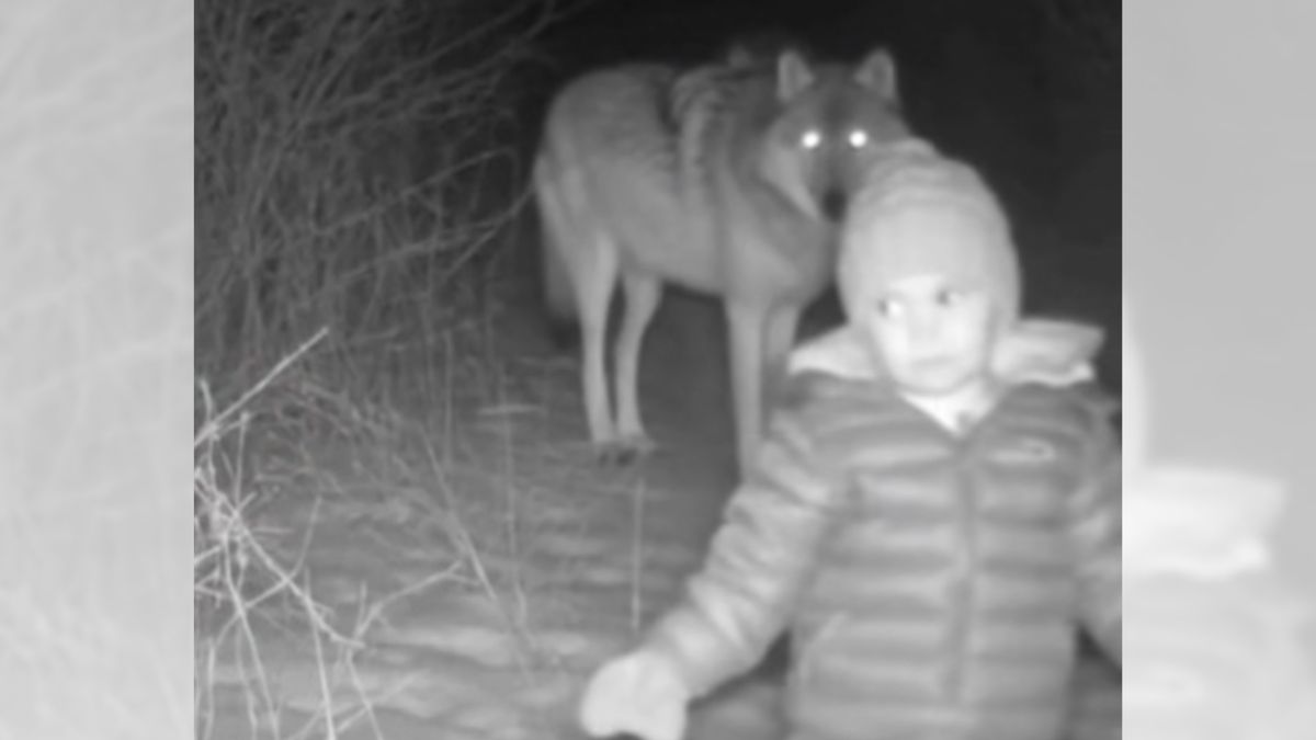 Watch out for story about missing boy Jacob Riley walking with wolves