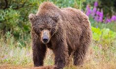 Grizzly bear attacks school kids and teachers injuring 11 with 2 fighting for their lives