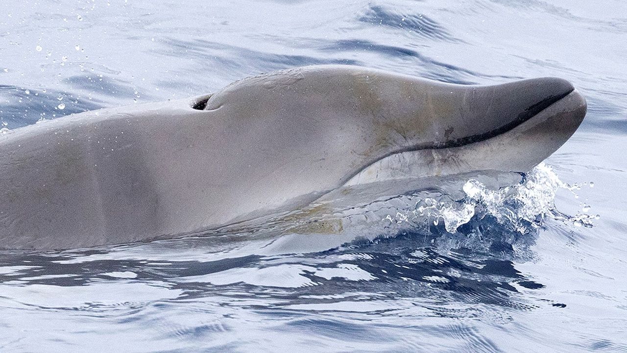 Scientists find rare tusked whale alive at sea for the first time — and shoot it with a crossbow