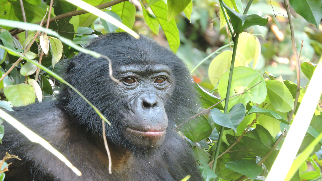 ‘A forest with bonobos has never been so quiet’: Most extreme case of violence in ‘hippie’ species recorded, with females ganging up on male in unprecedented attack