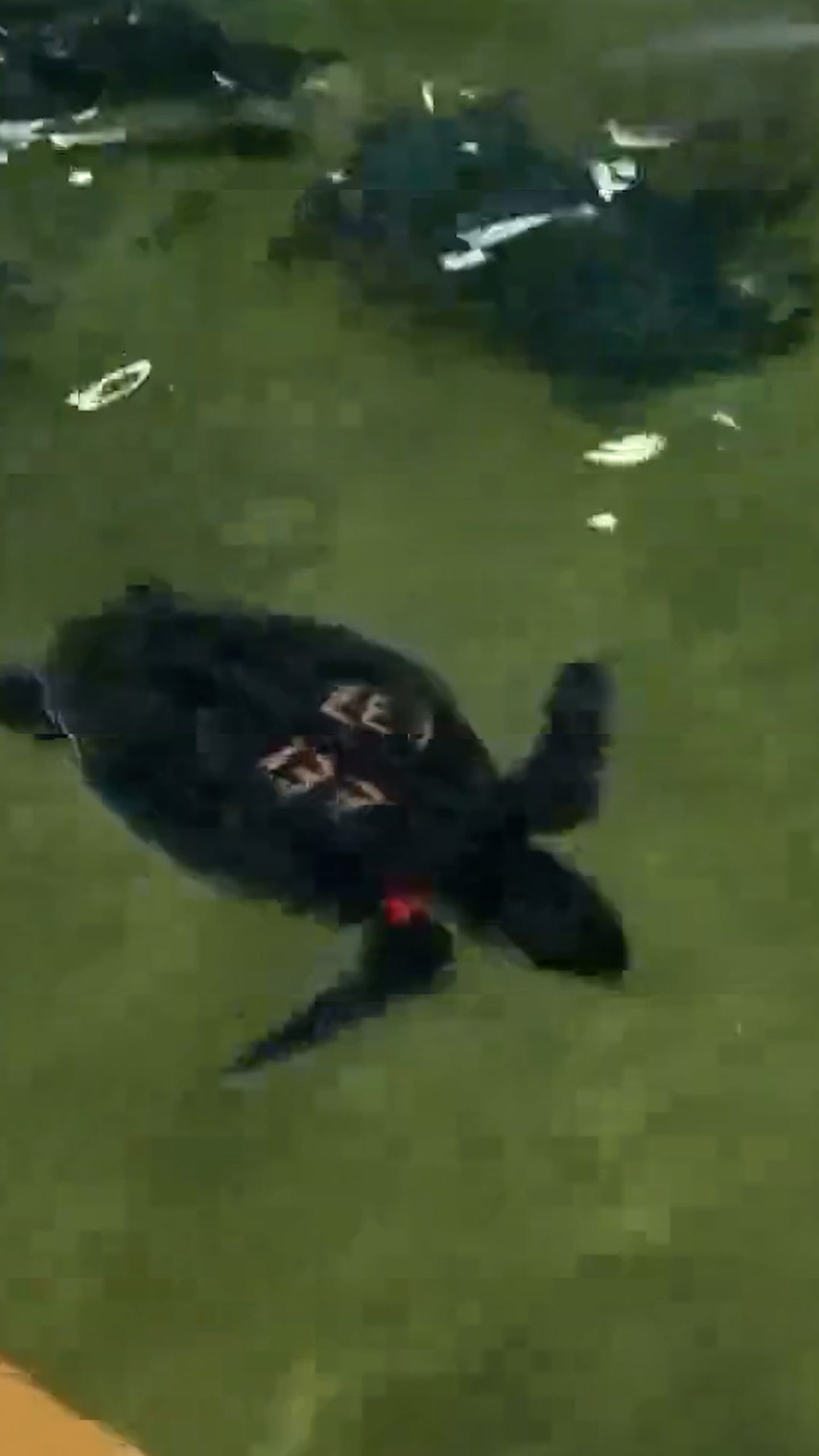 Sea turtles nursed back to health in Massachusetts