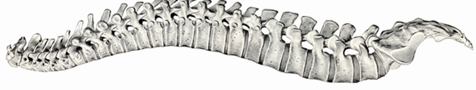 Opposing Chiropractic Vertebral Subluxation Theory