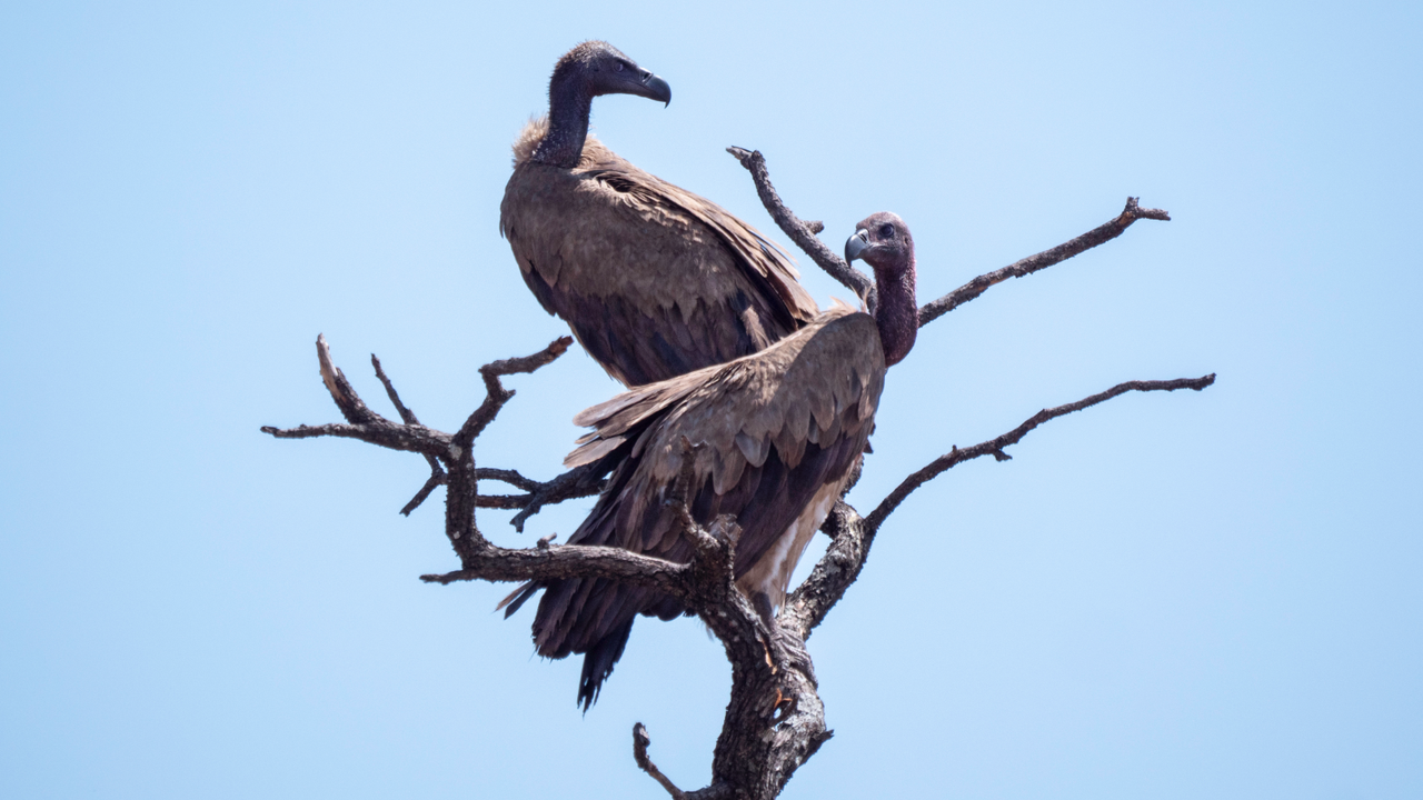 Why do vultures circle?