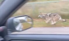 Inside the US city taken over by gray wolves spotted prowling around busy schools