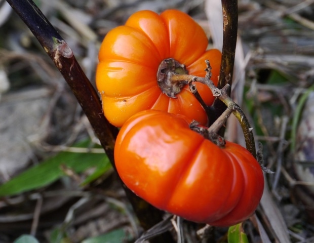 vegan-diet-with-unhealthy-plant-foods-promotes-greater-weight-loss-than-mediterranean-diet