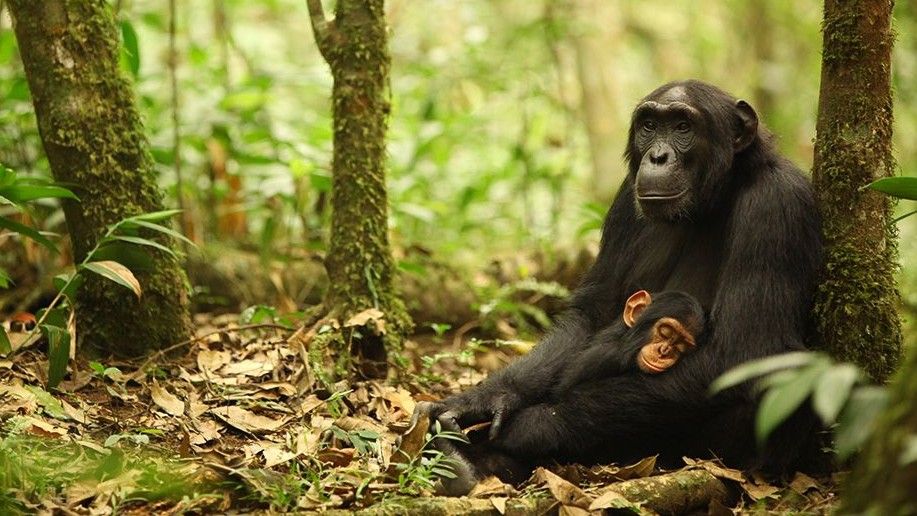 A decade-long chimp war ended in a baby boom for the victors, scientists discover