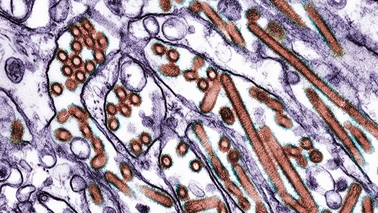 Today’s biggest science news: Man dies from H5N5 bird flu | ‘Alien’ rock on Mars | ‘Other’ comet ATLAS disintegrating