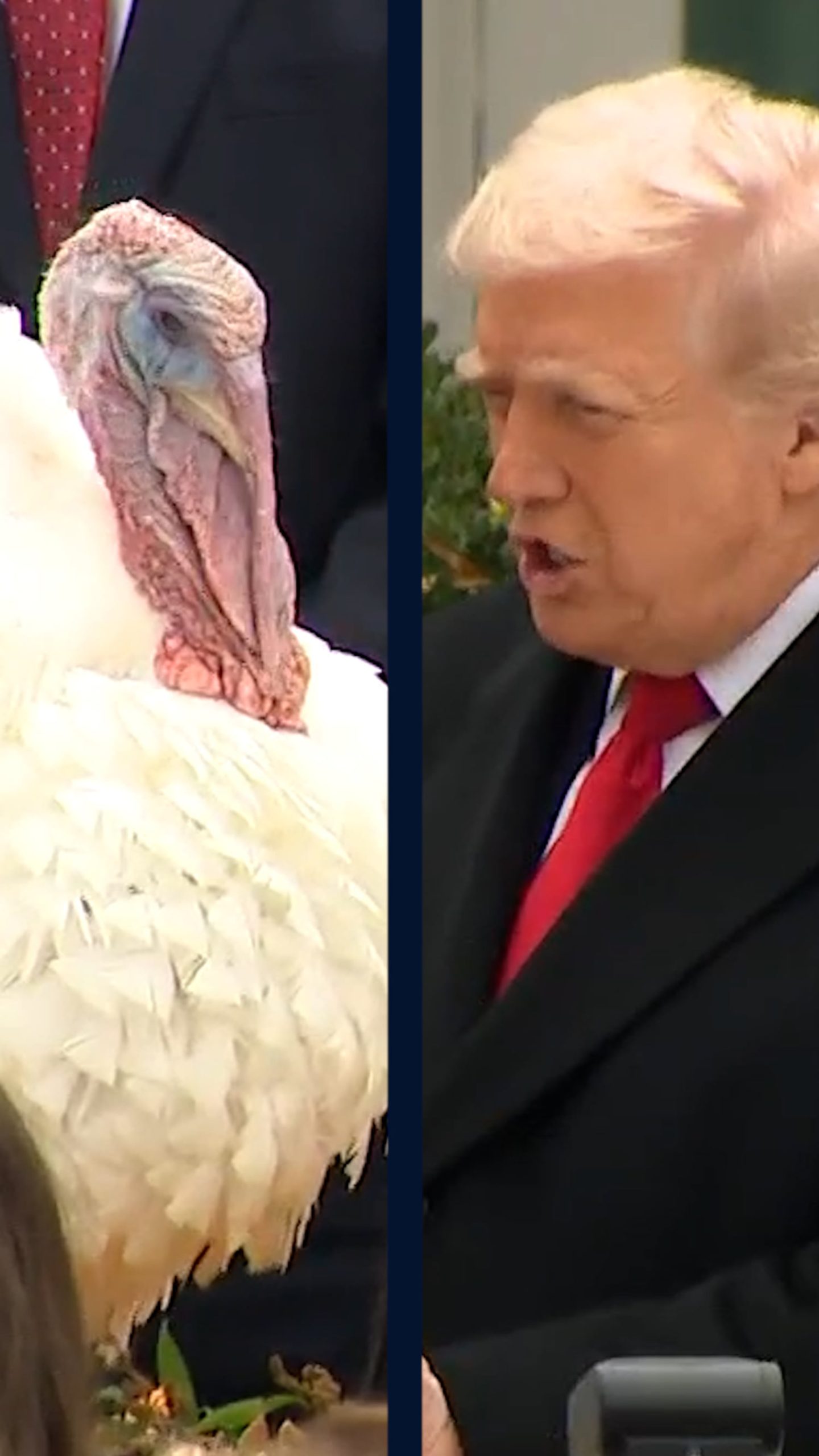Trump pardons Gobble the turkey ahead of Thanksgiving