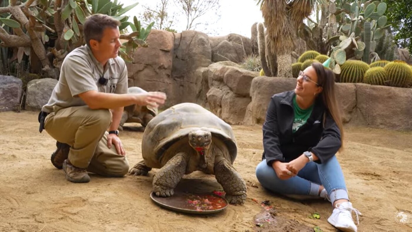 How a ‘sweet and shy’ tortoise outlived empires and survived two world wars