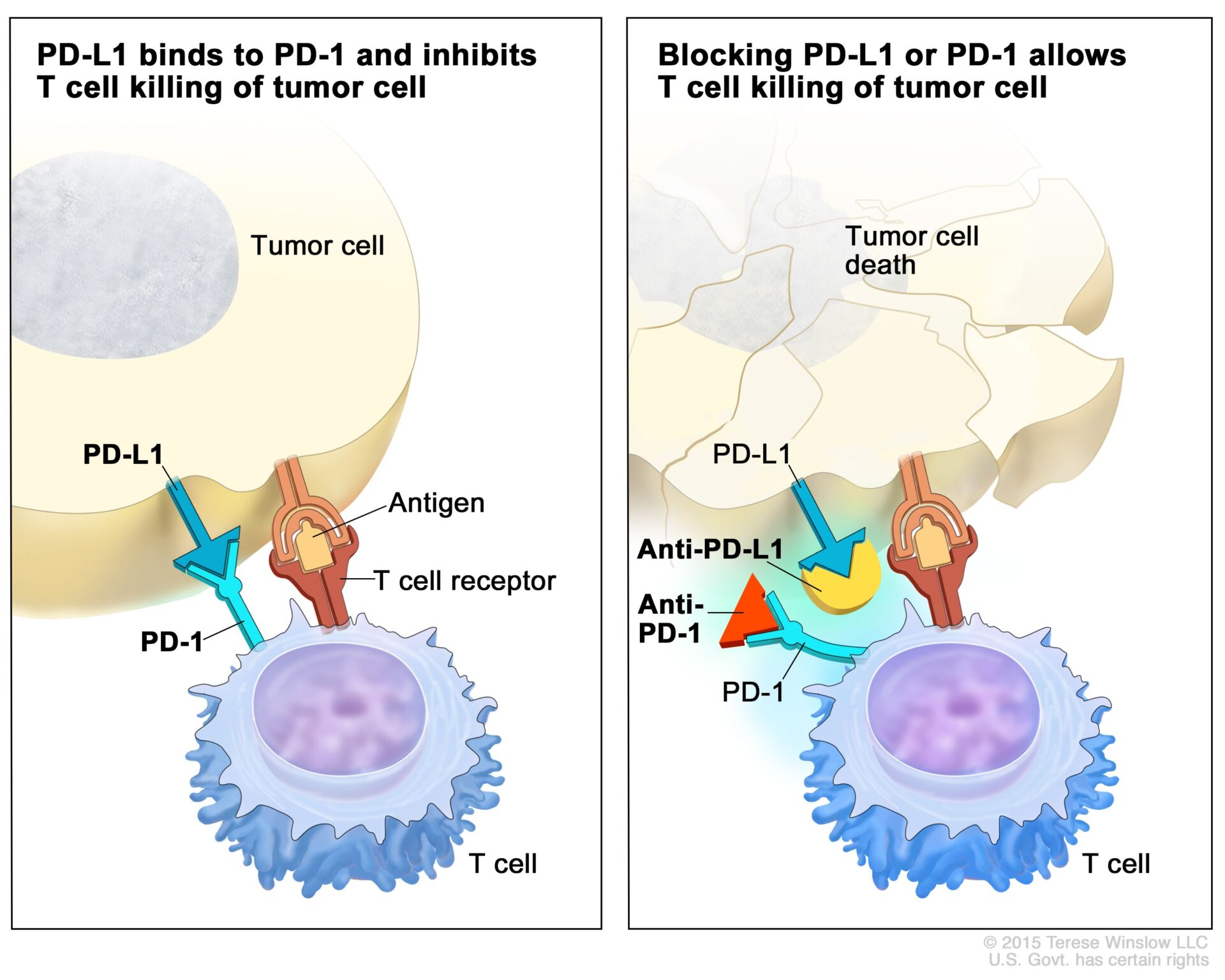 The opposite of “turbo cancer”: COVID-19 vaccines sensitize cancer to immunotherapy
