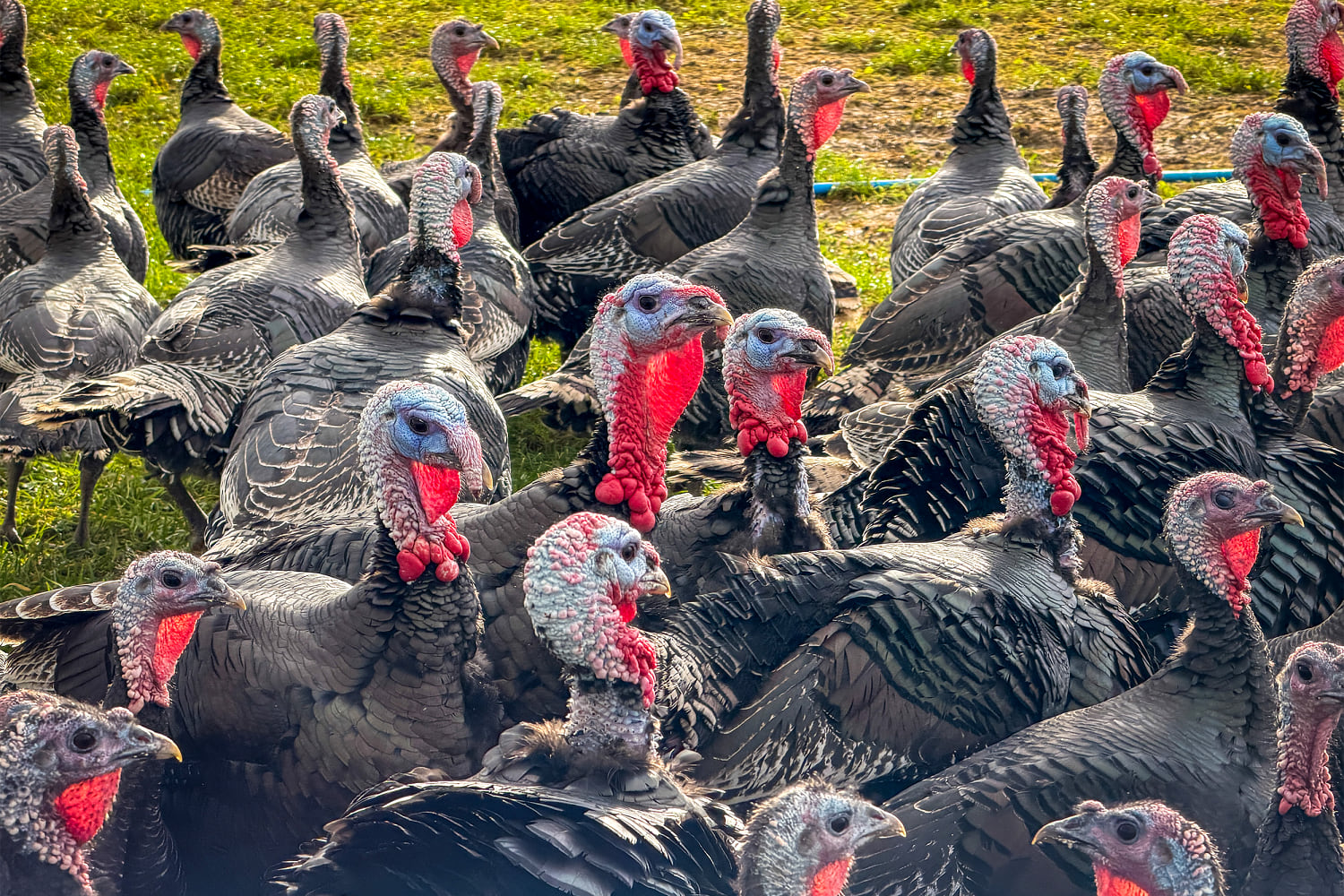 Turkey prices hold steady for Thanksgiving, despite bird flu