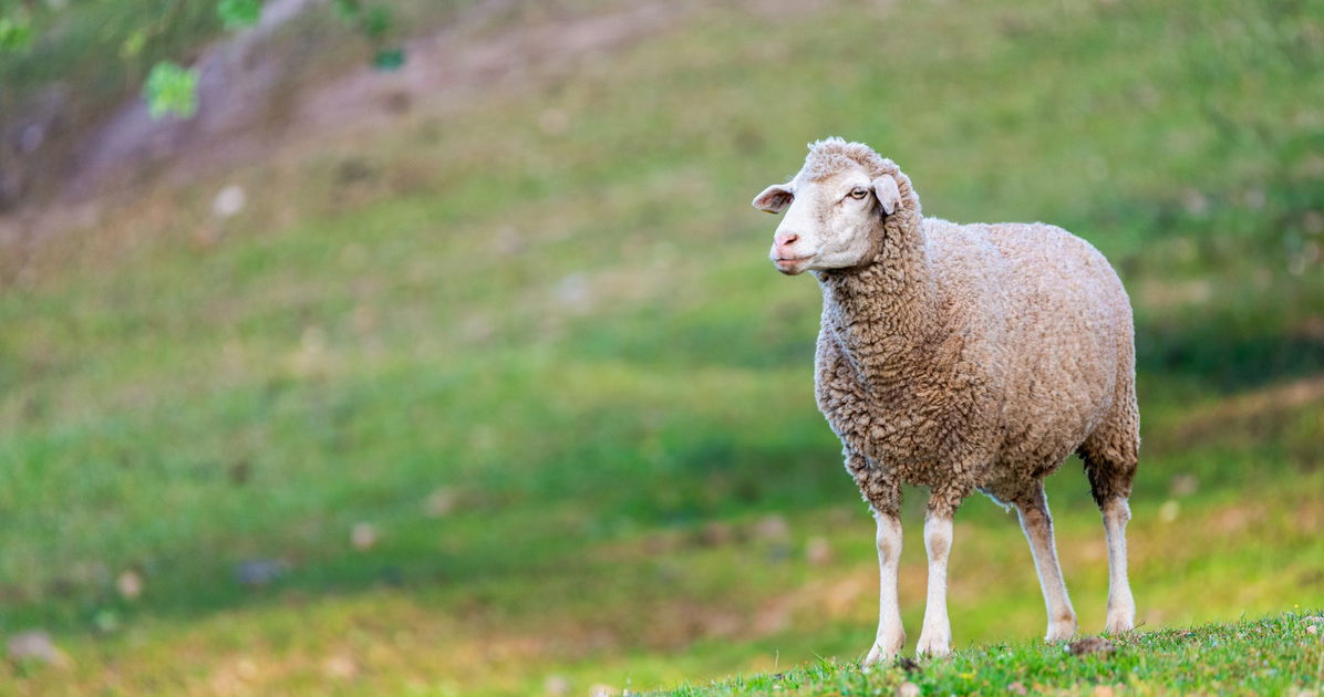Models flaunt looks made from wool of gay sheep for epic “I Wool Survive” show in Paris