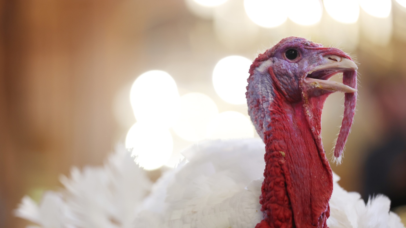How the turkey trotted its way onto our Thanksgiving tables — and into our lexicon