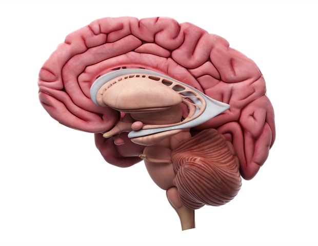 Cognitive blocks drive the brain’s advantage over AI