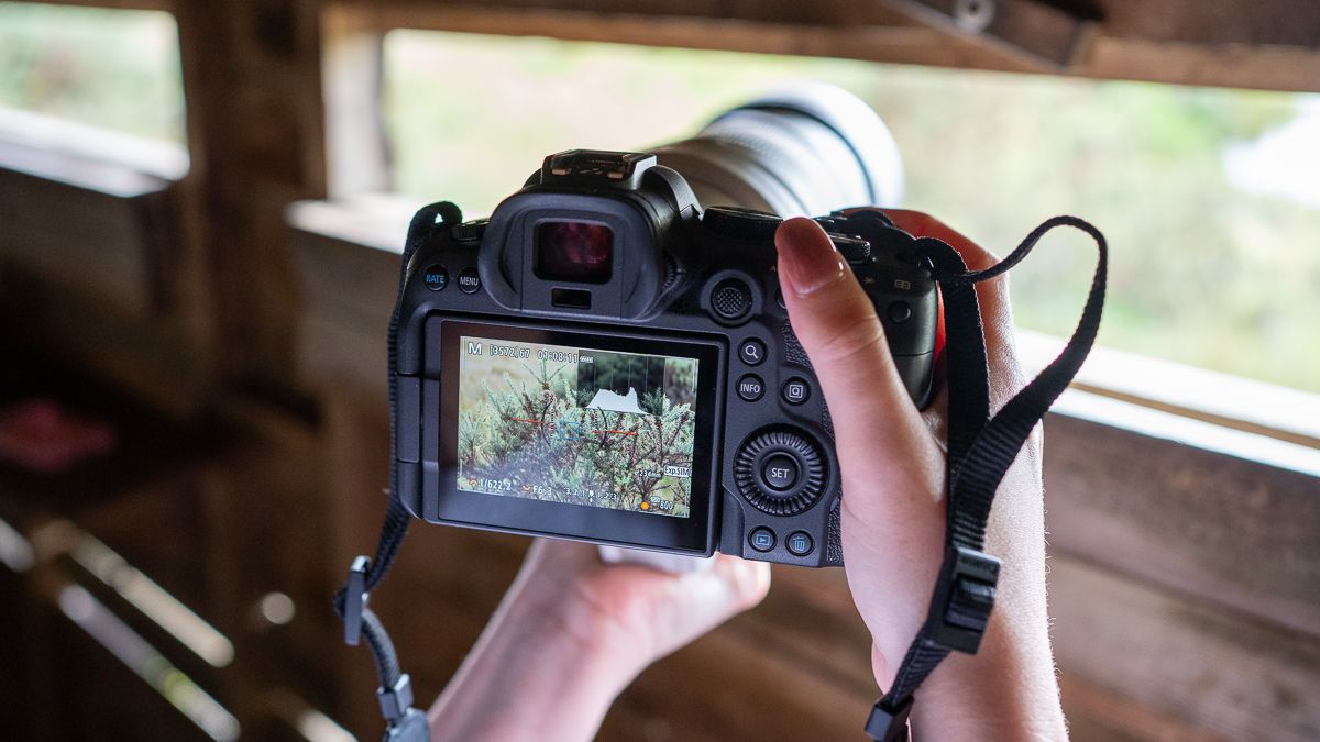 Why the Canon EOS R6 Mark II is better than the Canon EOS R8 for beginner wildlife photography