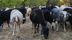 Greek sheep and goat cull raises fears of feta cheese shortage