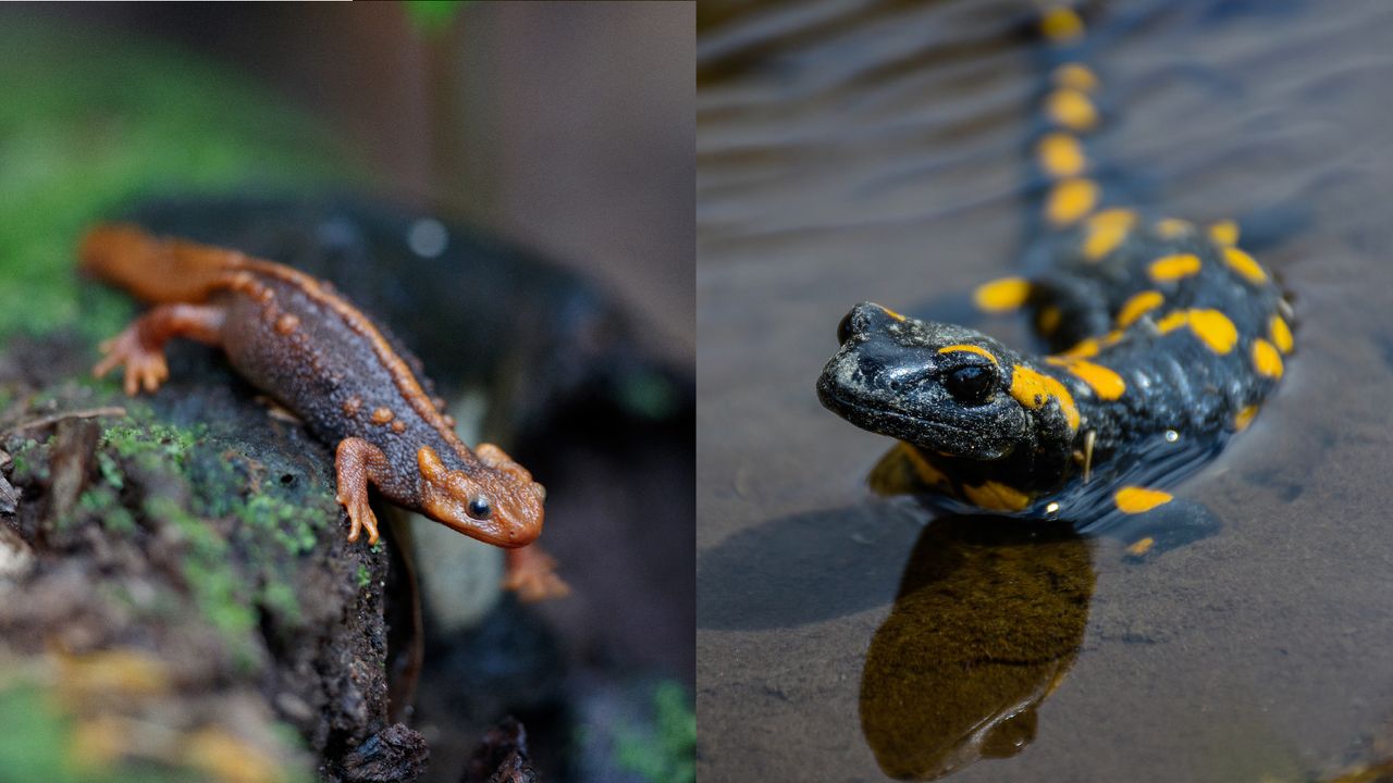 What’s the difference between a newt and a salamander?