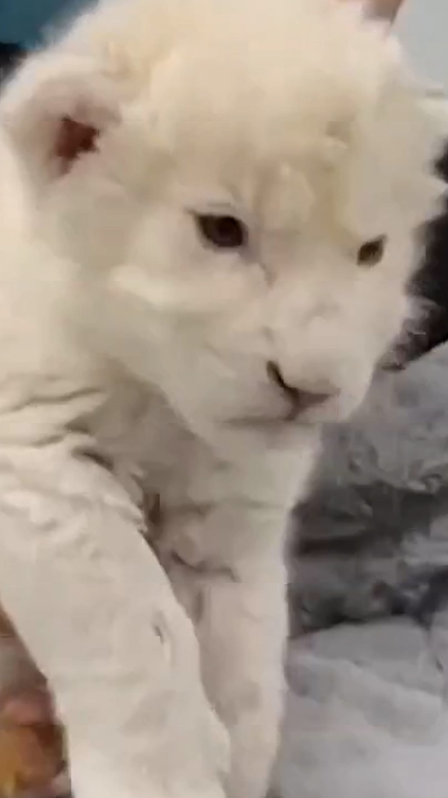 Rare white lion cubs born in zoo’s conservation program