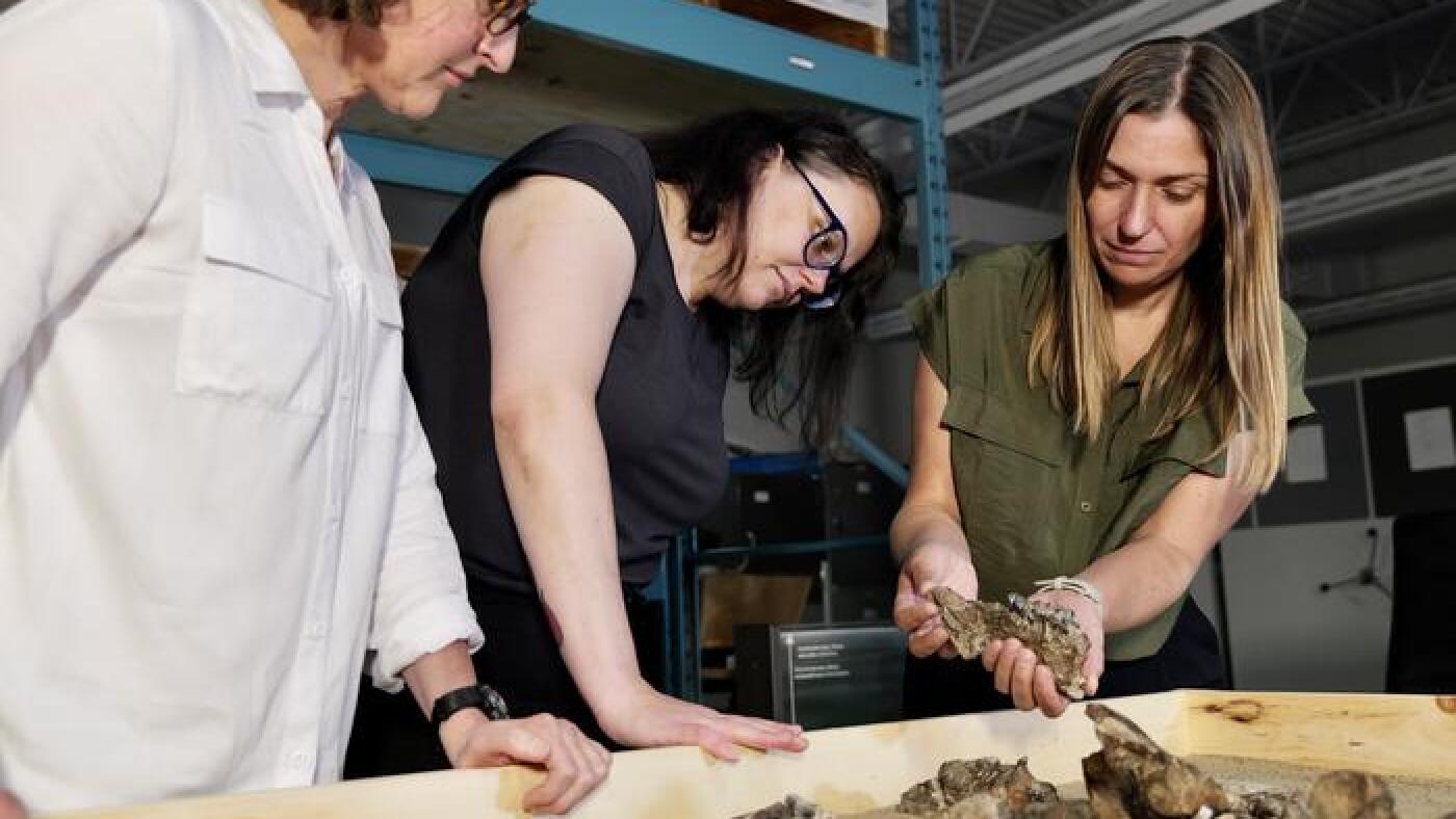 This High Arctic rhino may change what we know about ancient animal migrations