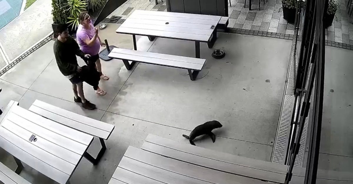 Seal Galumphs Into New Zealand Bar And Hides In The Strangest Place