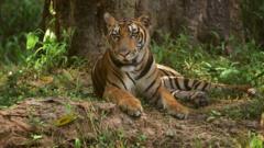 Woman wanted by Interpol over trafficking of tiger parts arrested in India