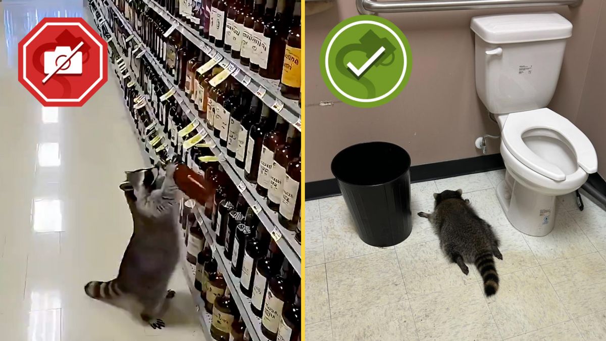 Fake raccoon liquor store break-in video spreads online. Watch the real footage