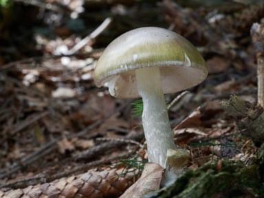 California warns against foraging wild mushrooms after deadly poisoning outbreak