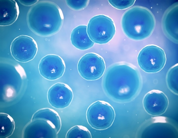 Tenascin C as a key to restoring muscle regeneration in aging