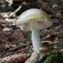 California officials warn against foraging wild mushrooms after deadly poisoning outbreak