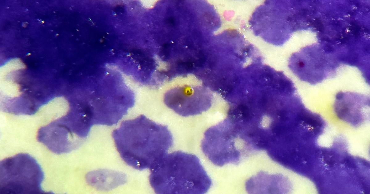 Micro-artist beats own world record for ‘invisible to eye’ sculpture the size of a blood cell