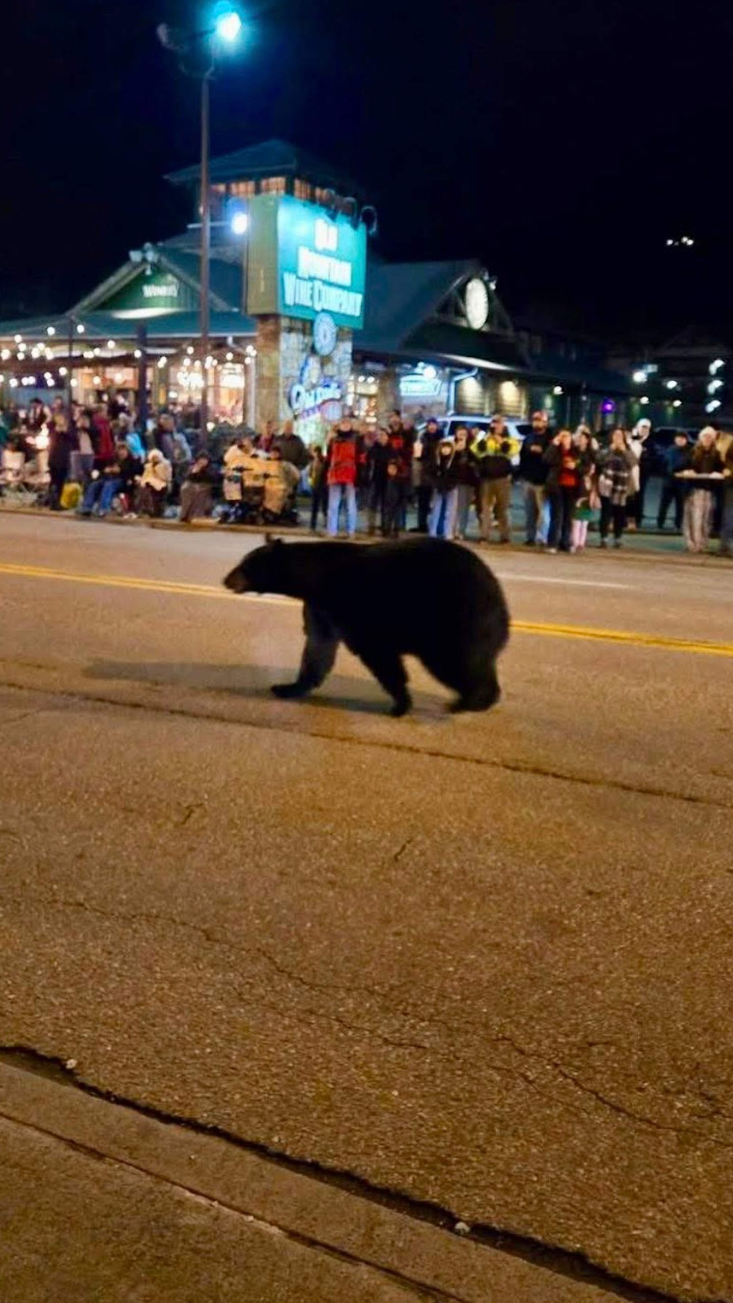 Black bear wanders into Christmas parade in Tennessee