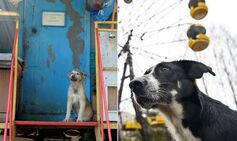 Chernobyl dogs undergoing ‘rapid’ evolution, study says